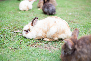 Naklejka na ściany i meble two brown rabbit walking on the green grass