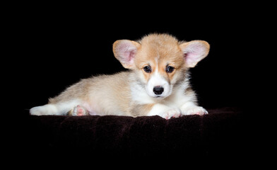 small red welsh corgi puppy lies on a dark background