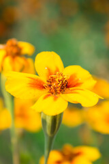 Ukrainian marigolds bloom in the sun on a flower bed