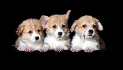 three small red welsh corgi puppy on a dark background
