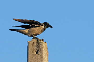 Bottom view of a crow sitting on top of a concrete pole