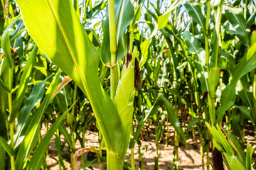 Fototapeta premium Young corn on a stalk in a cornfield. A ripe ear of corn grows in natural conditions. Ecological food cultivation, agronomy.