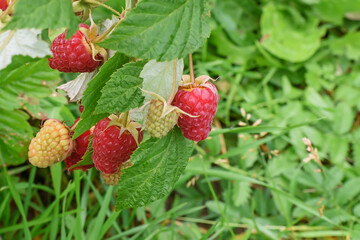Side view of a bunch of berries on a branch of a late raspberry variety close-up