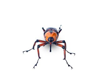 close-up palm weevil,Rhynchophorus ferrugineus on white background,isolated