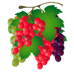 Bunch of grapes with a leaf on a white background.Vector