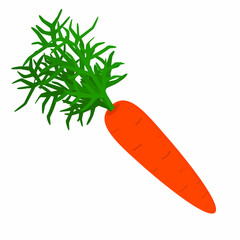 illustration of orange carrots with greens
