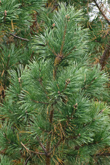 Side view of a spruce branch with a cone close-up