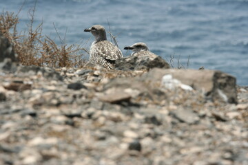 typical lanzarote birds along the sea

