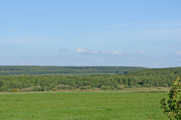 Fototapeta premium View of a green meadow with a forest background and a blue sky with white clouds