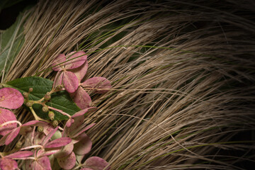 Hydrangea paniculata. Różowe kwiaty hortensji bukietowej na tle ozdobnej trawy.
