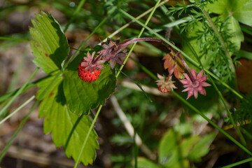 Wild strawberries in the morning sun close-up