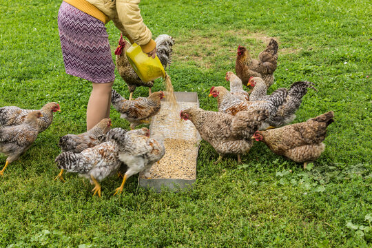 A farm worker feeds chickens. Bielefelder is a German breed of domestic chickens.