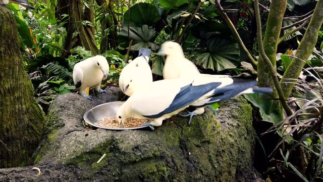 Cute wild pigeons white and blue color eat from bowl standing on stone, tropical rain forests in the background. Feeding of beautiful dove in jungle park, closeup. Birds fly up.