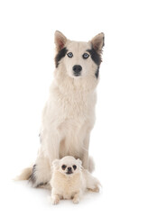 Obraz premium Yakutian Laika and chihuahua