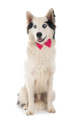 Yakutian Laika in studio