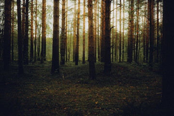 forest in the morning Sestroretsk