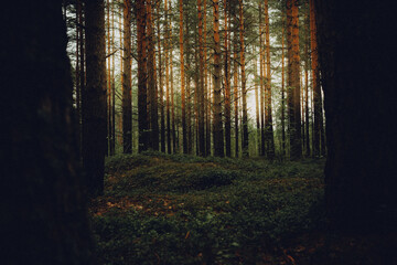 sun rays in the forest Sestroretsk