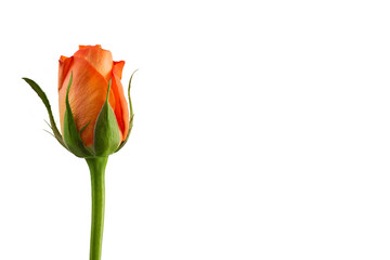 Obraz premium Orange Rose Isolated on White Background