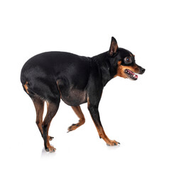 pinscher in studio