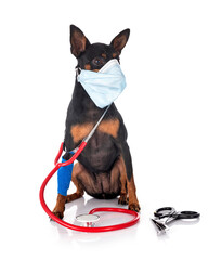 pinscher in studio
