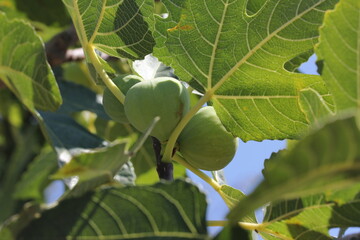 Fig [ Figue
