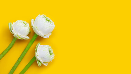 Lotus flower on yellow background.