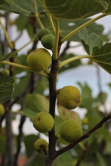 Fig [ Figue