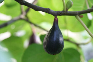 Fig [ Figue
