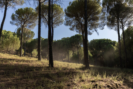 Bosque al atardecer con cielo azul