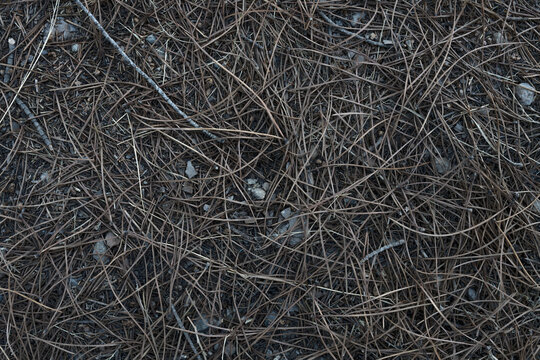 Textura de palos de madera en bosque
