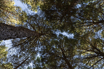 Copas de árboles desde abajo con el cielo azul