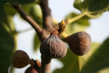 Fig [ Figue