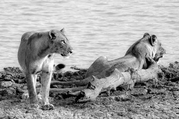 Lions in Zambia, Lilongwe National Park