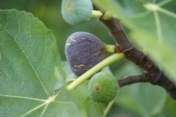Fig [ Figue