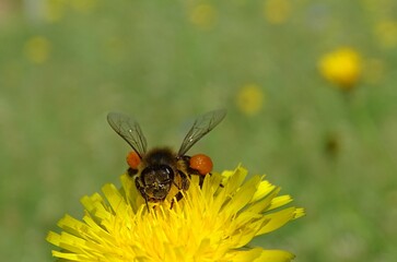 bee on a flower