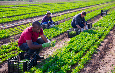 Experienced aframerican workman working on farm field, cutting young leaves of green arugula. Harvest time