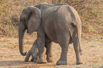 Obraz premium Elaphants in nature in Zambia Lilongwe National Park
