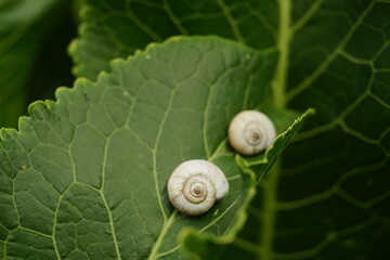 Two white snail shells sleep on green horseradish leaf.