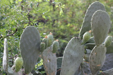 Prickly pear | Figue de barbarie
