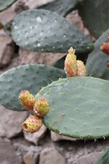 Prickly pear | Figue de barbarie