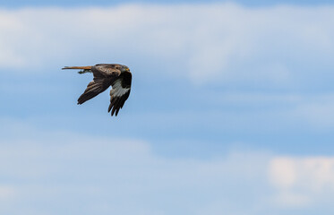 red kite (Milvus milvus) bird of prey in flight with material for nest in claws