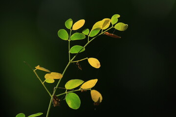 green and yellow leaves on backlight in a tropical rainforest