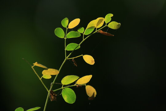 green and yellow leaves on backlight in a tropical rainforest