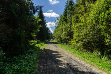 Fototapeta na wymiar droga w lesie 