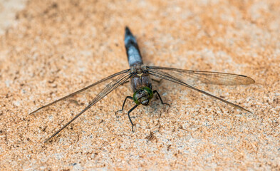 white-tailed skimmer (Orthetrum albistylum) dragonfly sitting on concrete