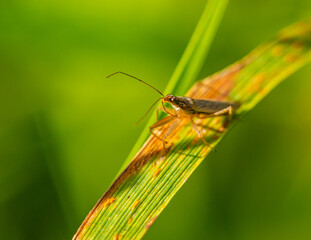 Miridae grass bug (Stenodema laevigata) on grass blade