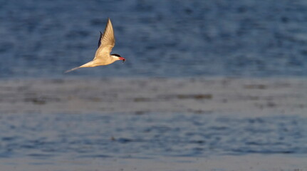 Breeding Adult Common Tern, Sterna hirundo, flying upon baltic sea, Kalmar, Sweden © Elenarts