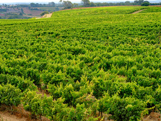 Fototapeta na wymiar Vineyards in Portugal