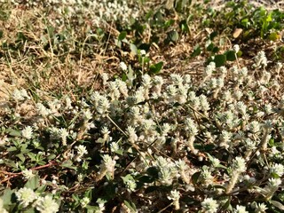 wild and sharp herbs on the ground