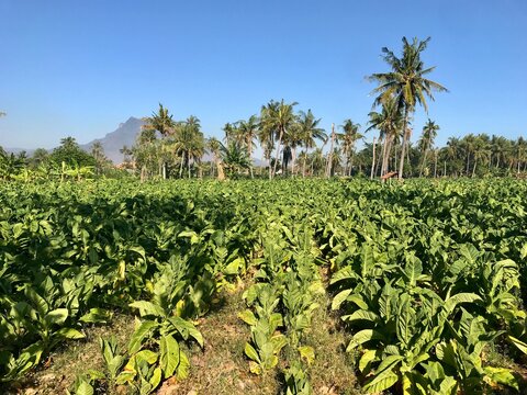 tabacco field in summer in indonesia